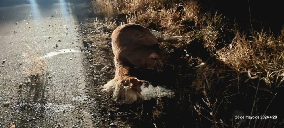 Una familia impactó su vehículo contra un caballo suelto en Ruta 65