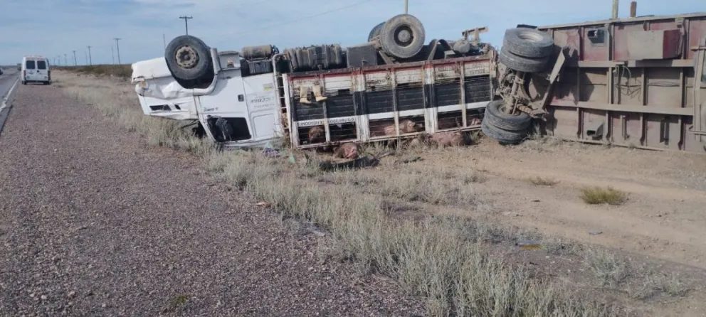 Un camión cargado con 90 cerdos volcó en el Alto Valle