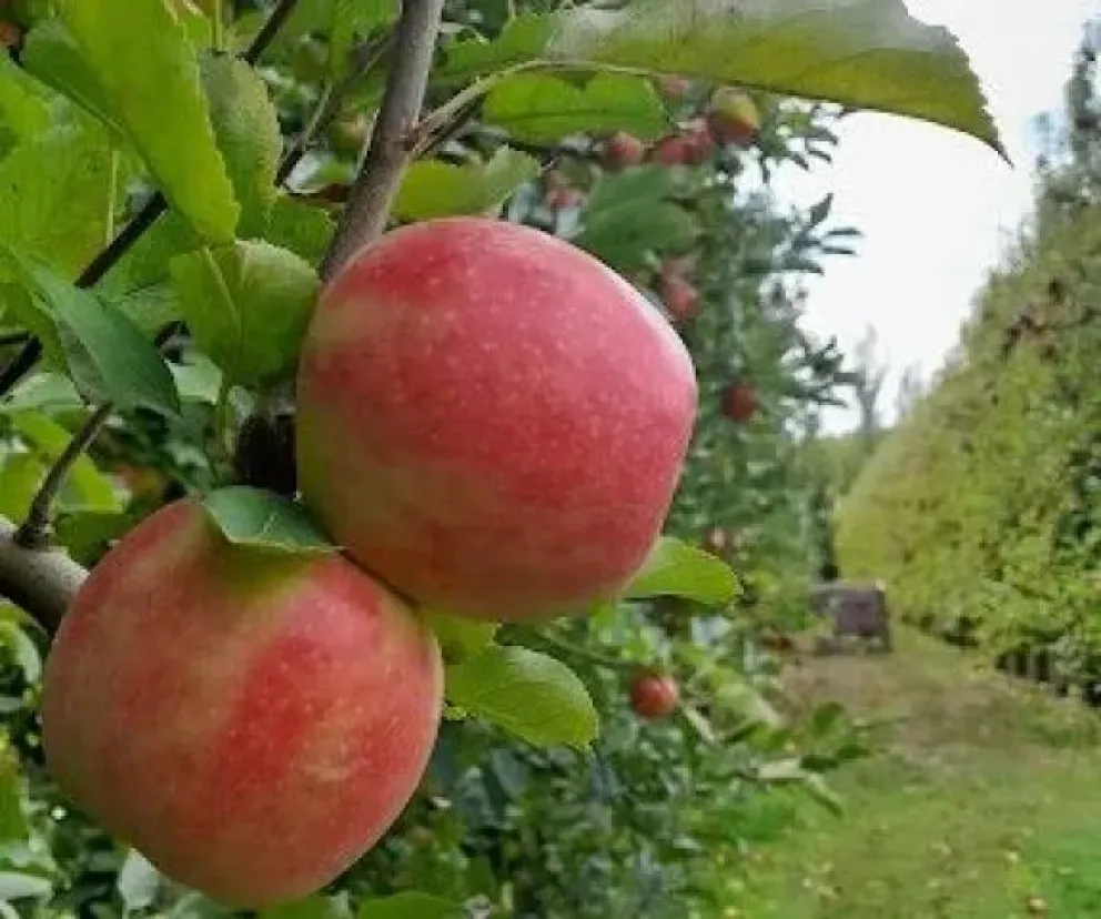 Desde la Federación de productores pedirán a Nación una baja impositiva