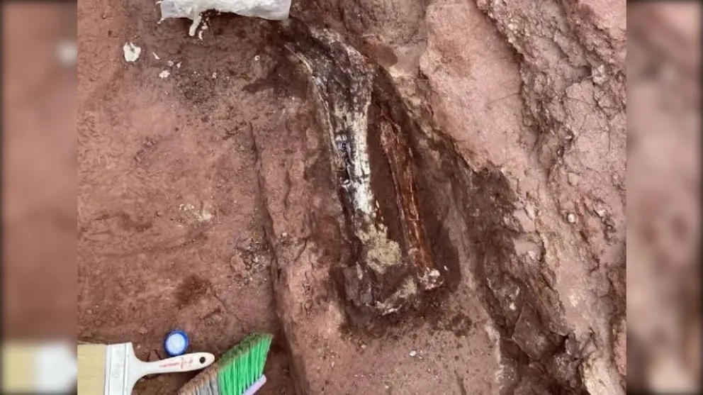 Un niño realizó un sorprendente hallazgo paleontológico en el patio de la casa de su abuelo