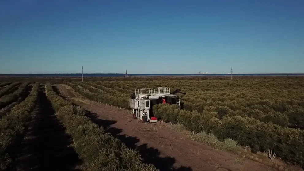 Río Negro celebra una nueva temporada de cosecha de olivos
