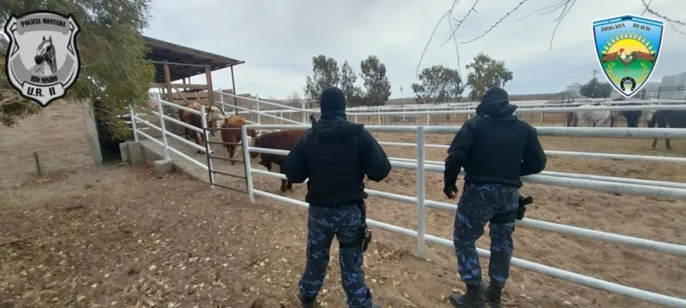 Con camión y todo: la policía secuestró 31 vacas indocumentadas