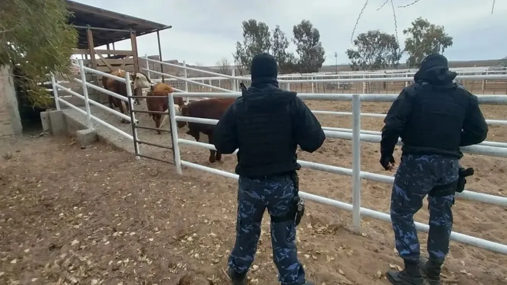 Fuera de la ley : Trasladaba más de 30 vacunos sin permiso, carnet de conducir y seguros