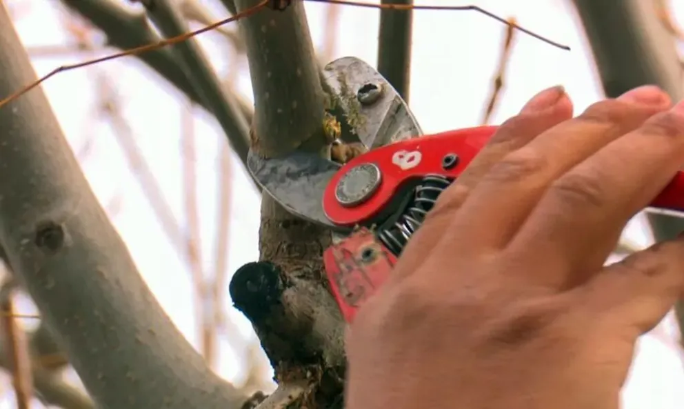 Se encuentra abierta la preinscripción al taller “Poda de Arbolado Urbano”