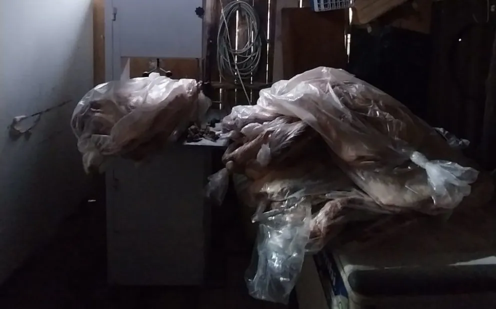 Vendían carne de manera ilegal en un domicilio y los atraparon con casi 800 kilos