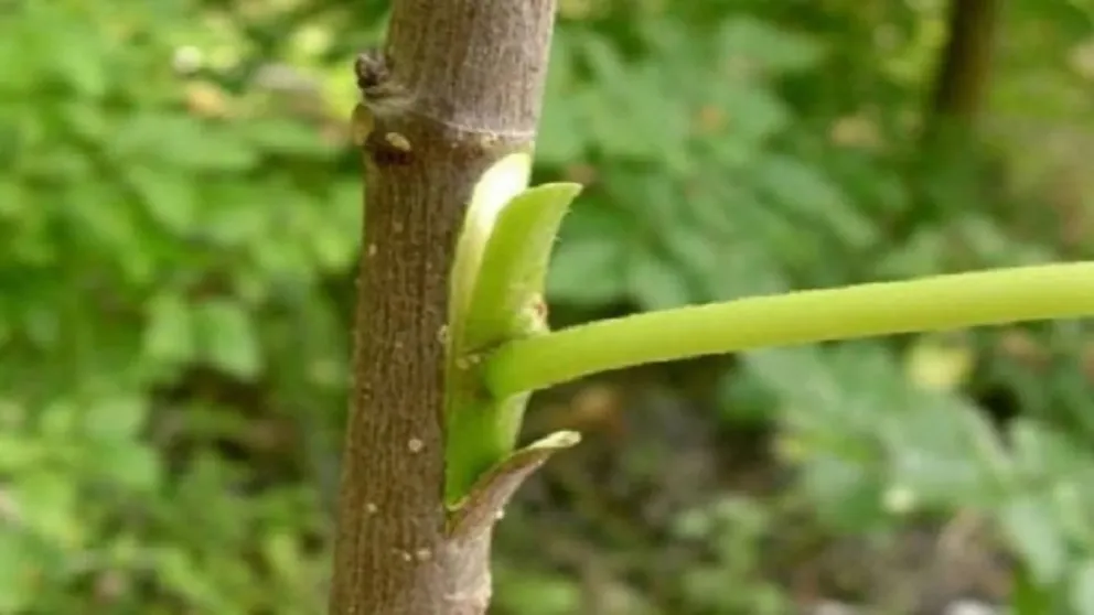 Capacitación sobre injerto en frutales de pepita: ¿cómo inscribirse?