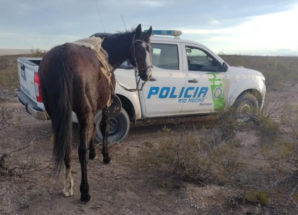 Irrumpió en una estancia y fue capturado arreando una tropilla de yeguas