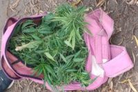 La policía detuvo a un sujeto con una mochila llena de plantas de marihuana