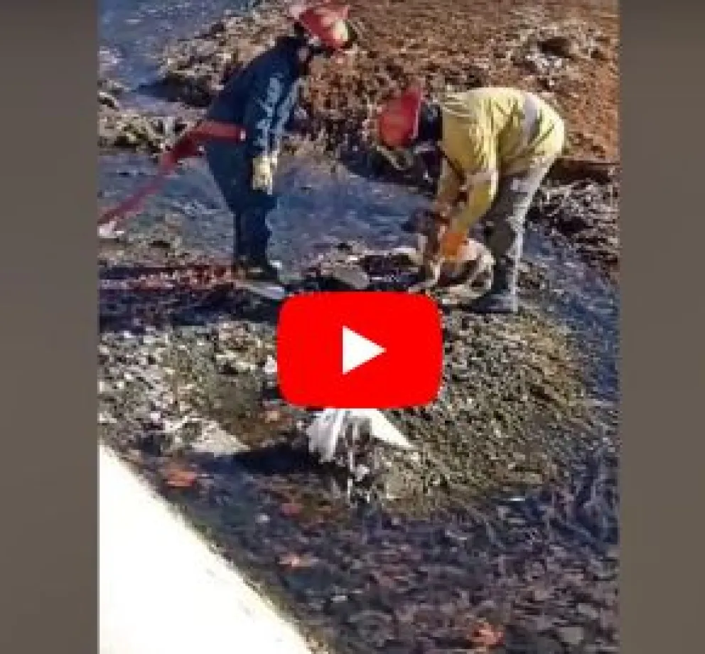 VIDEO: Bomberos Voluntarios rescataron a un perrito que no podía salir del Canal