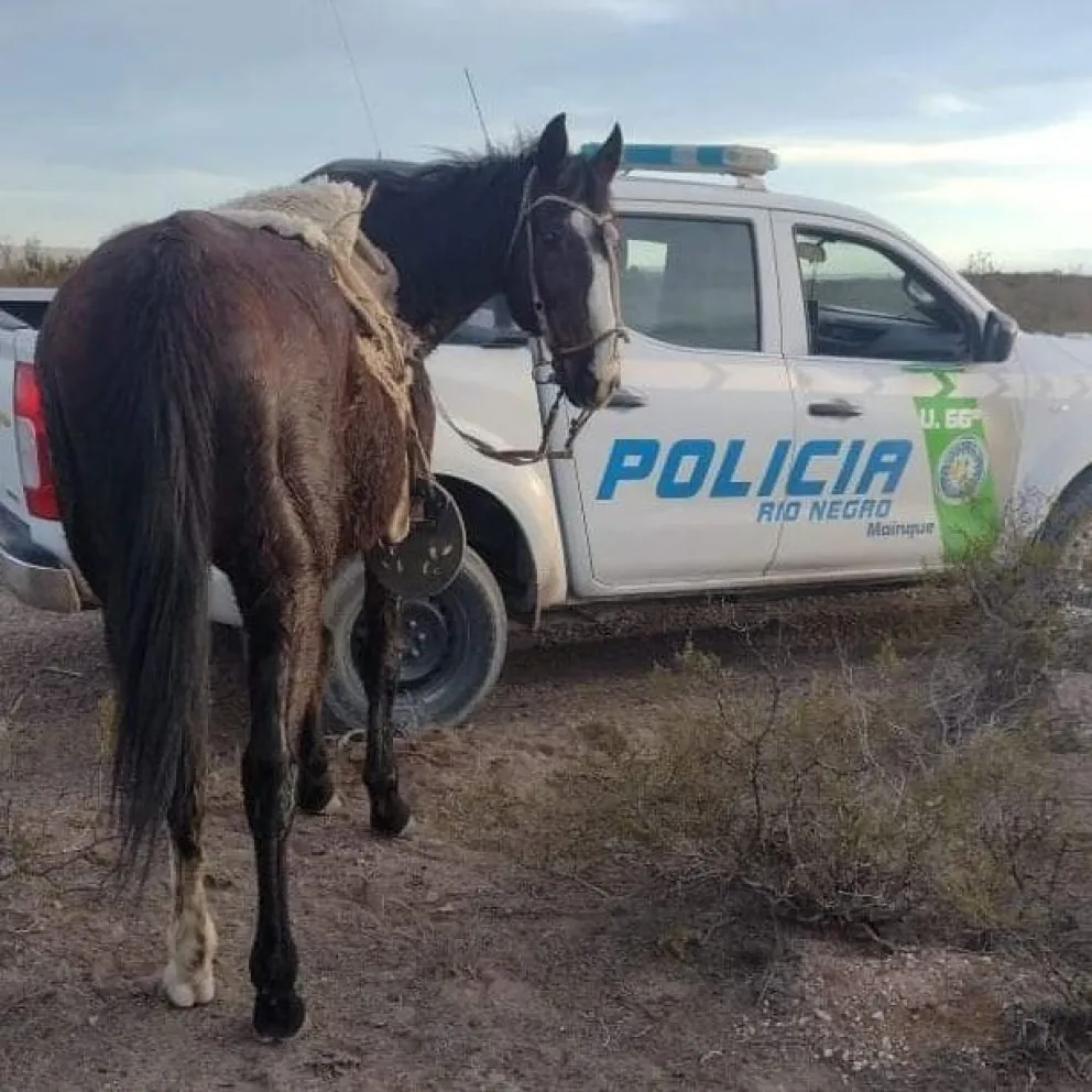 Robó una tropilla de yeguas y terminó detenido 