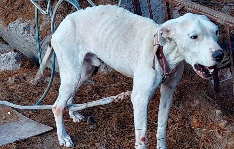 Lograron rescatar a un cachorro víctima de maltrato animal en el Alto Valle