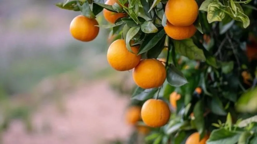 Tragedia en Jujuy: un hombre murió ahogado mientras comía naranjas