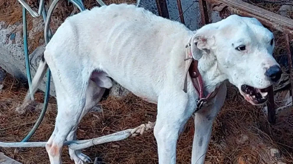 Maltrato animal: policías rescataron a un dogo desnutrido