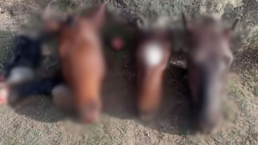 Imágenes sensibles: cuatreros robaron y faenaron tres caballos 