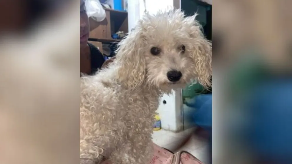 Se perdió un caniche que sufre ataques de epilepsia y su familia está desesperada