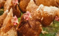 Brote de gripe aviar en Perú: declaran 30 días de cuarentena en Cusco