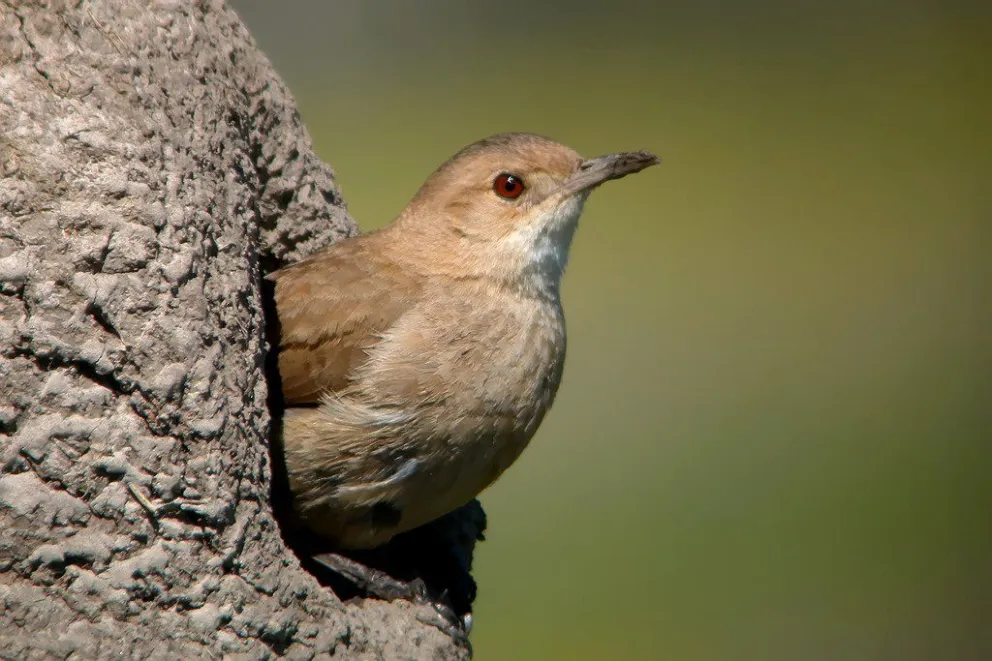 "Aves de mi ciudad": no te pierdas este taller sobre exploración natural en Roca 