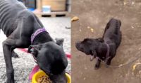Rescataron a tres perritos en estado de desnutrición y abandono en el Alto Valle