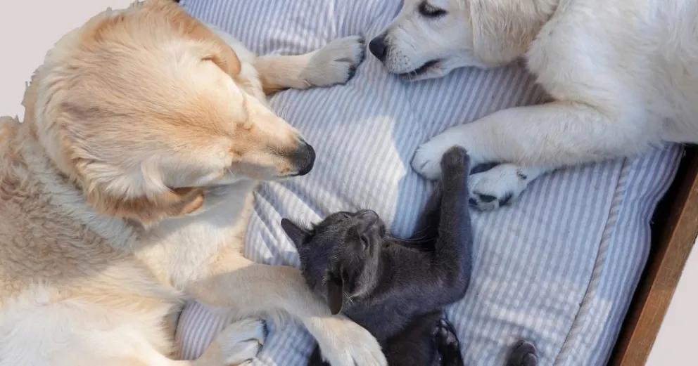 Pintamos rayuela: jornada abierta para promover la adopción responsable de mascotas en infancias