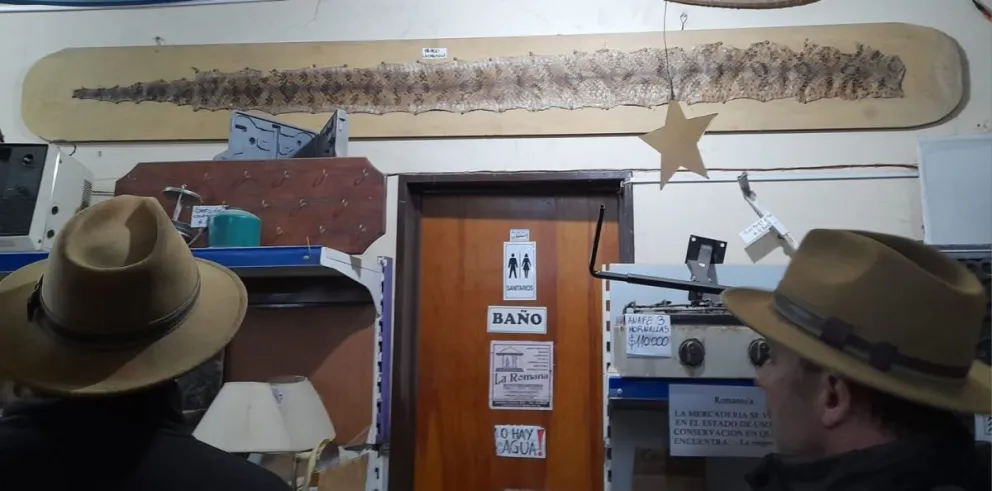 Tenía en exhibición el cuero de una serpiente de gran tamaño y se la secuestraron 