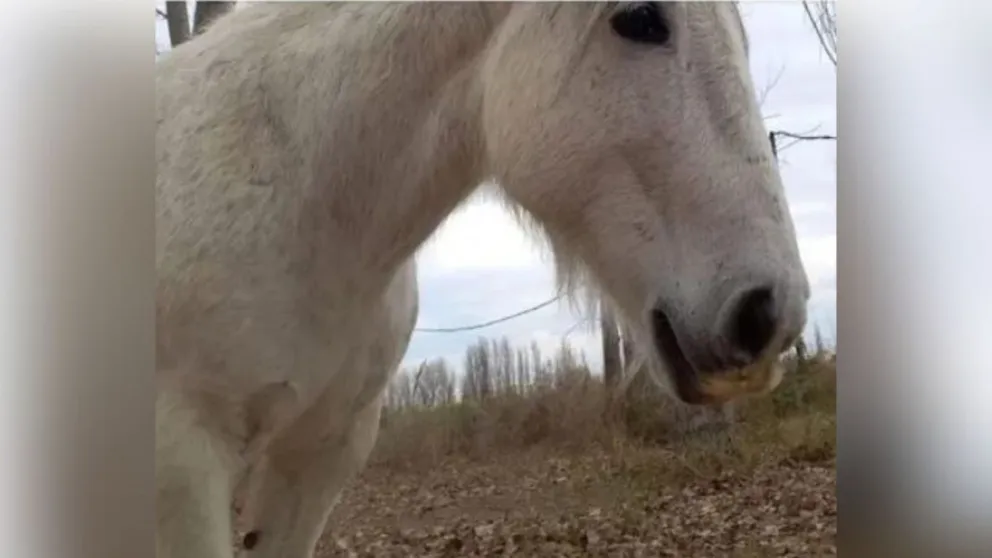 Imputaron al presunto asesino de “Carlitos”, el caballo utilizado para equinoterapia