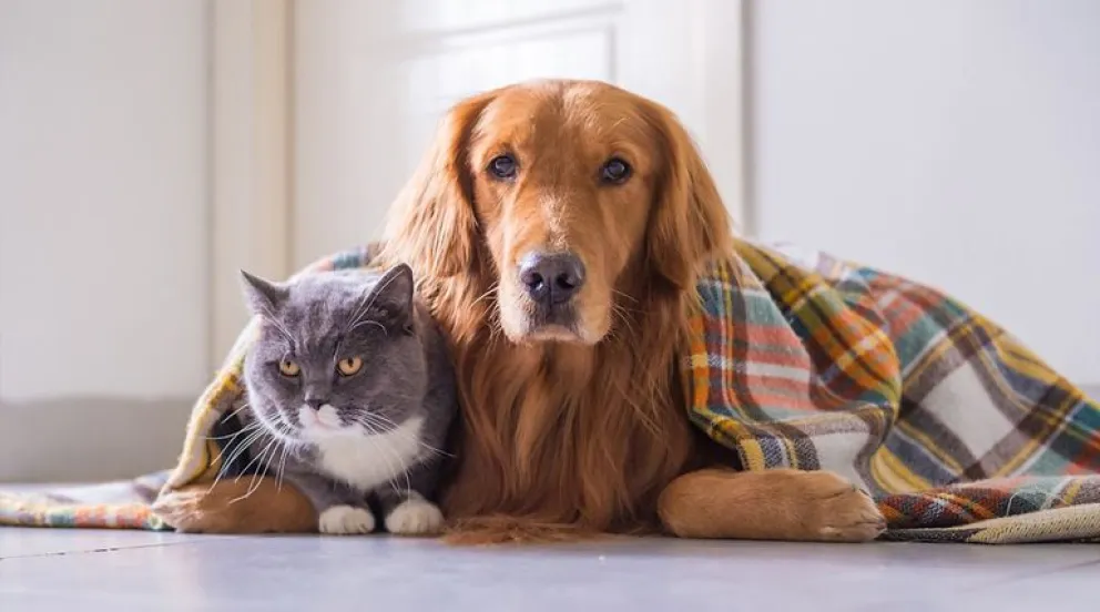 Frío extremo: ¿cómo cuidar a nuestras mascotas en época invernal?
