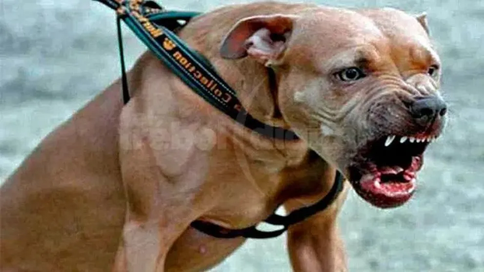 Jujuy: murió un hombre tras el brutal ataque de un pitbull