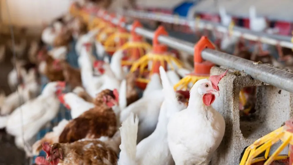 Realizarán una capacitación sobre producción de carne aviar en el Alto Valle