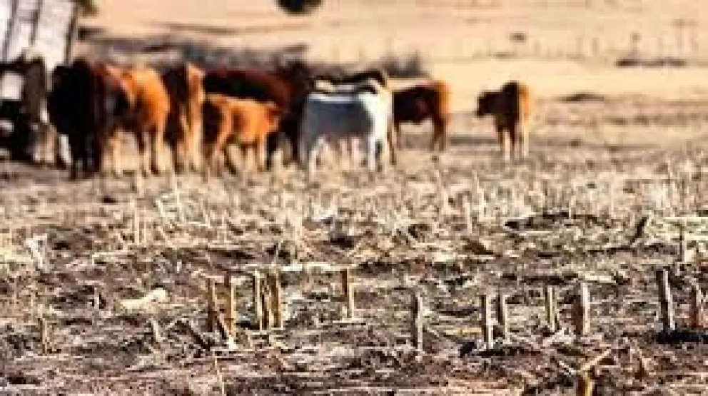 Río Negro prorroga y amplía la emergencia agropecuaria por sequía y nevadas