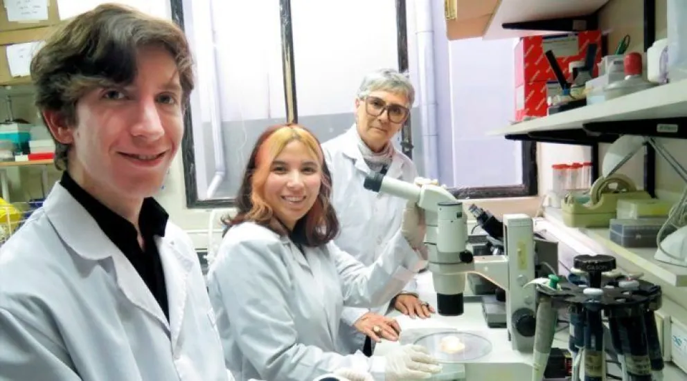 El CONICET reveló un problema de fertilidad masculina a causa del cambio climático