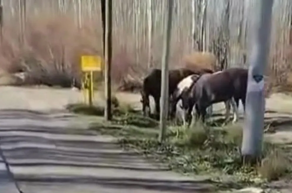 Peligro inminente: un vecino filmó cómo los caballos deambulan en Ruta Chica