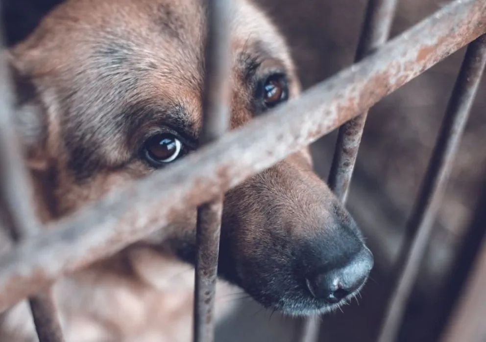 El mundo del revés: denunciaron a una asociación proteccionista por maltrato animal