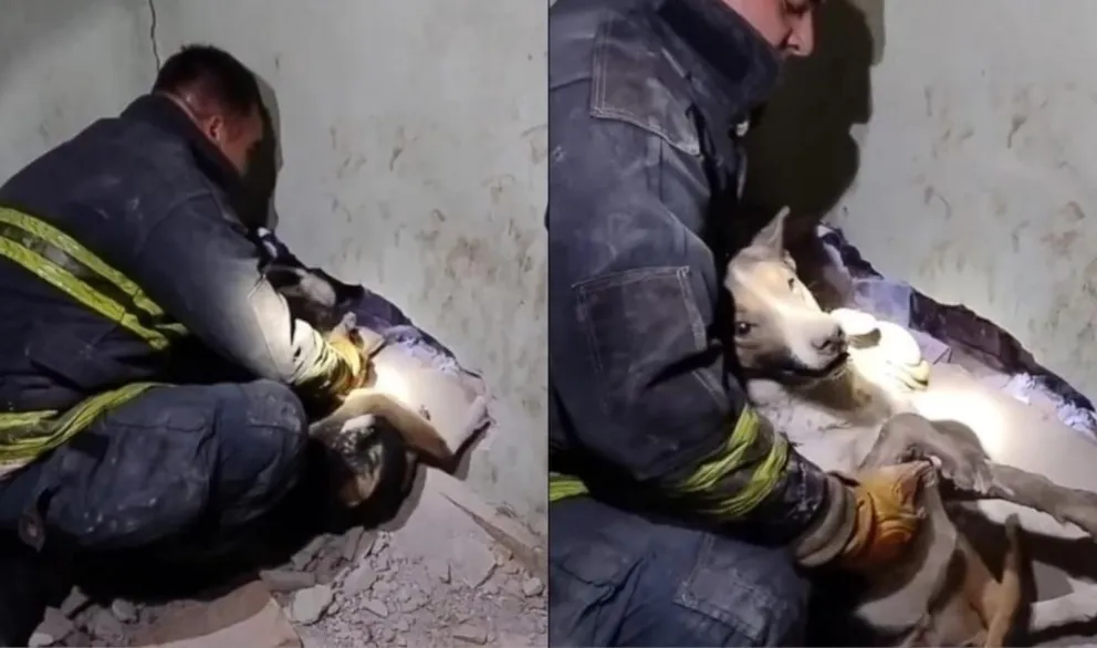 ¡Gran gesto! Bomberos rescataron a una perrita atrapada entre dos paredes