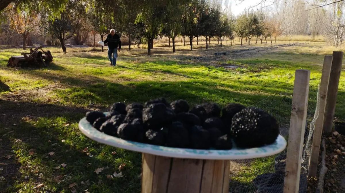 Río Negro innova en la producción de trufas