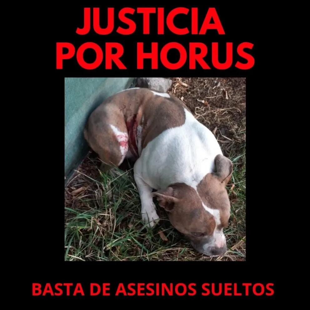 Mataron a su perrita a balazos y pide que se haga Justicia 