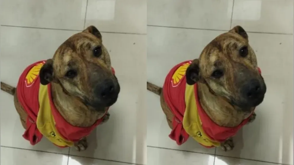Trabajadores de una estación de servicio del Alto Valle adoptaron a un perrito abandonado