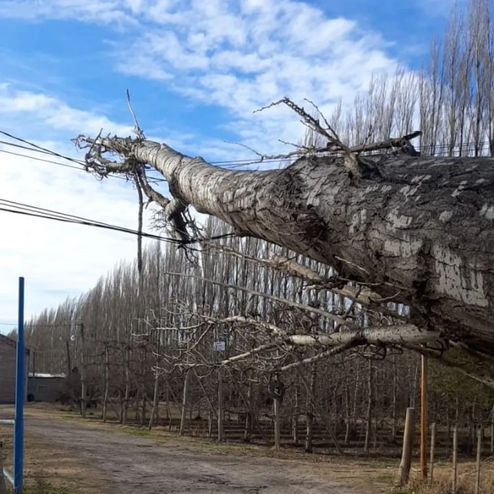 Lo que el viento nos dejó: caída de árboles sobre las líneas, incendios, voladuras de techos y más