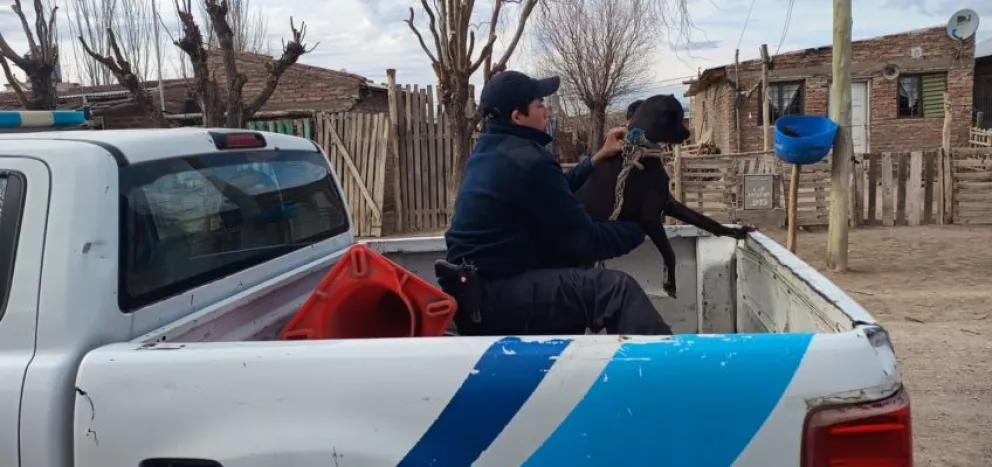 Final feliz: rescatan a un perro que sufría maltrato en Chacramonte 