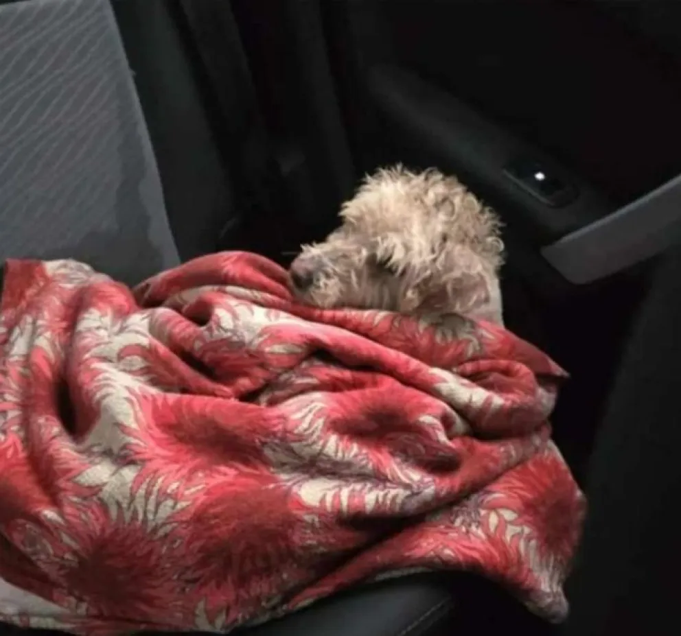 Atropellaron a un caniche y buscan a sus dueños: el perro se encuentra internado