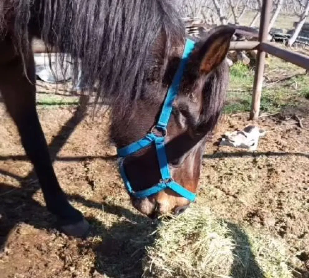 Recatan a dos yeguas en pésimas condiciones: vuelven a exigir que se reemplace la tracción a sangre por motos