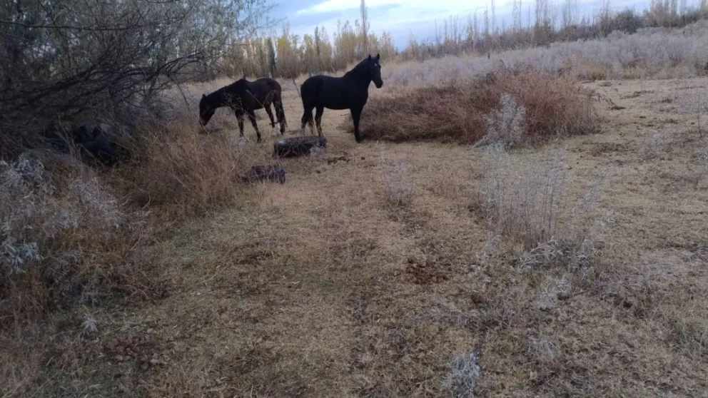 Buscan dos caballos que desaparecieron de zona de chacras 