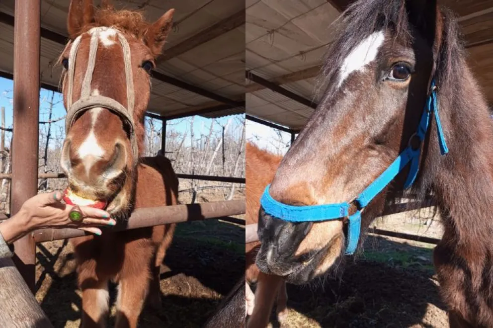 Hicieron una colecta para comprar dos yeguas que eran usadas para acarrear y estaban muy mal de salud