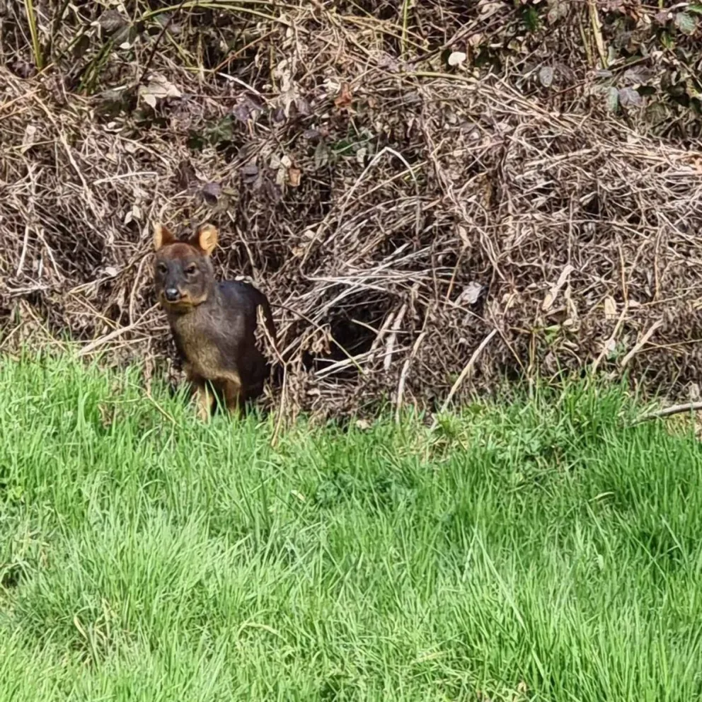Las fotos del ciervo más pequeño del mundo que se dejó fotografiar en Lago Puelo 