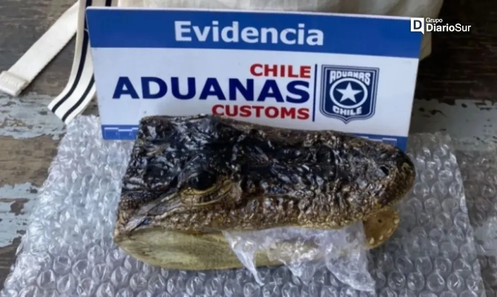 Insólito: viajaba desde Bariloche a Chile con una cabeza de caimán en la mochila