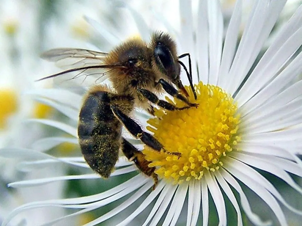 Los resultados preliminares mostraron una alta presencia de polinizadores, como abejas e insectos nativos, en los "parches". Foto: archivo.