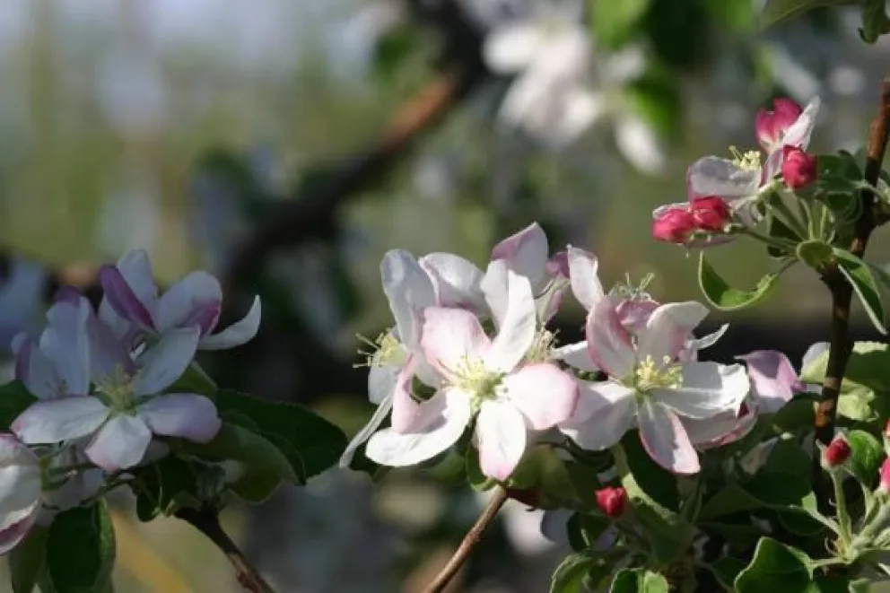 Invitan a participar de una salida fotográfica dedicada al registro de la floración de peras y manzanas