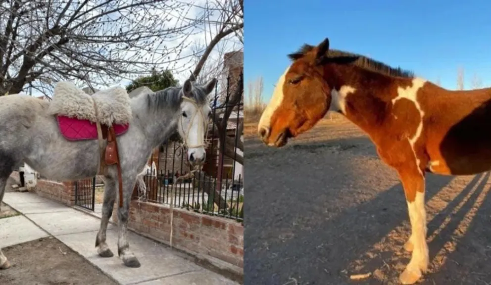 Buscan a dos yeguas robadas de un centro de equino terapia en el Alto Valle