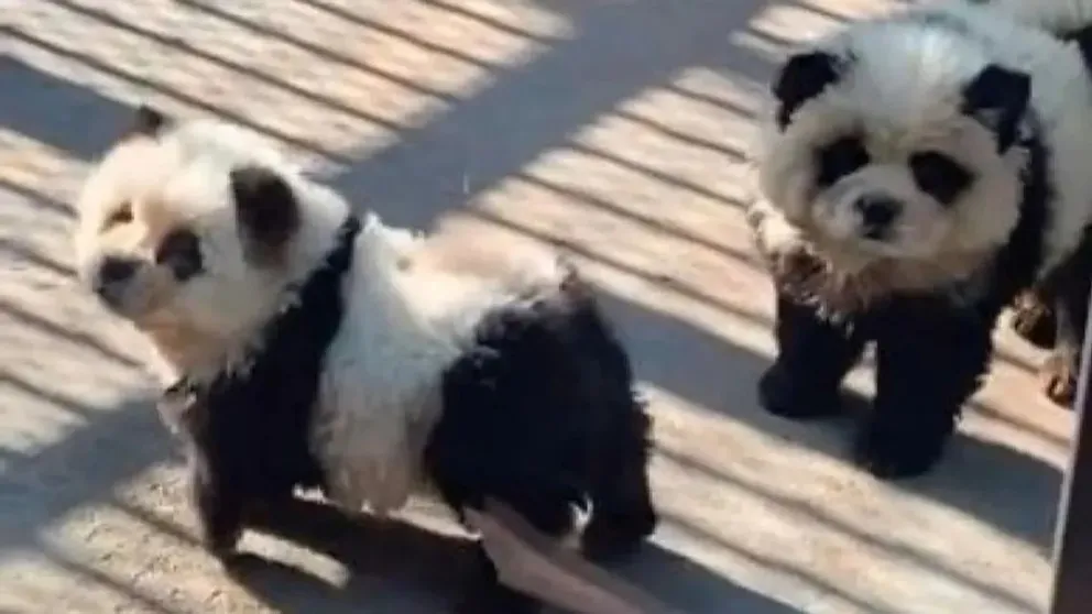 Insólito: un zoológico de China exhibe perros teñidos como pandas