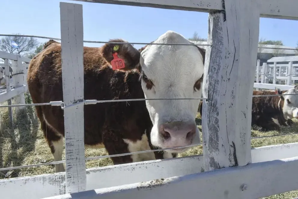 La novedad incluye la incorporación de una hembra entre los animales presentados. Foto (NoticiasNet).