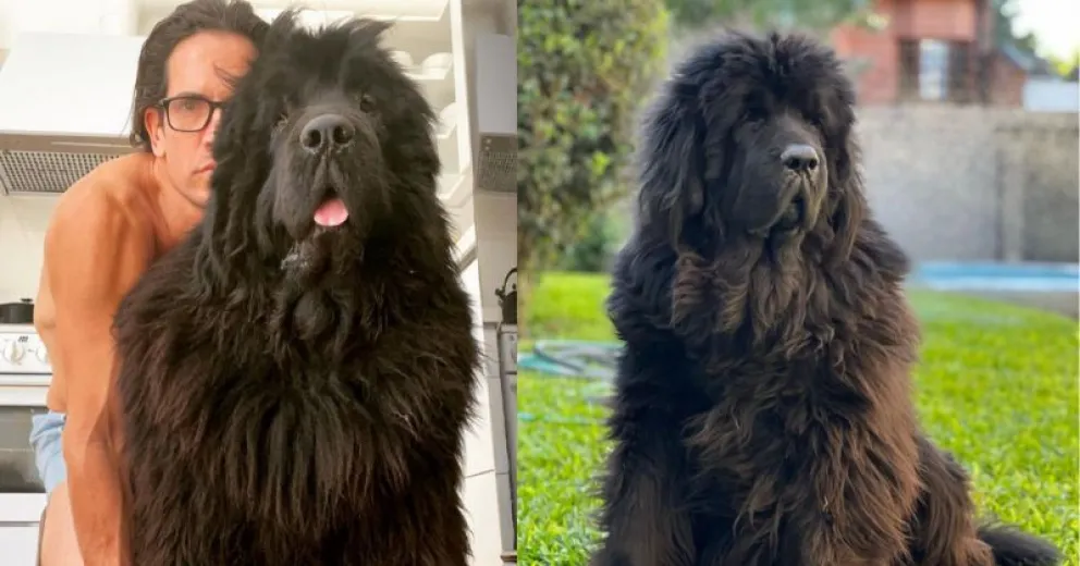 El doloroso posteo de Diego Ramos tras la muerte de Porthos, su mascota: "El dolor es indescriptible" 